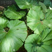 Giant Butterbur